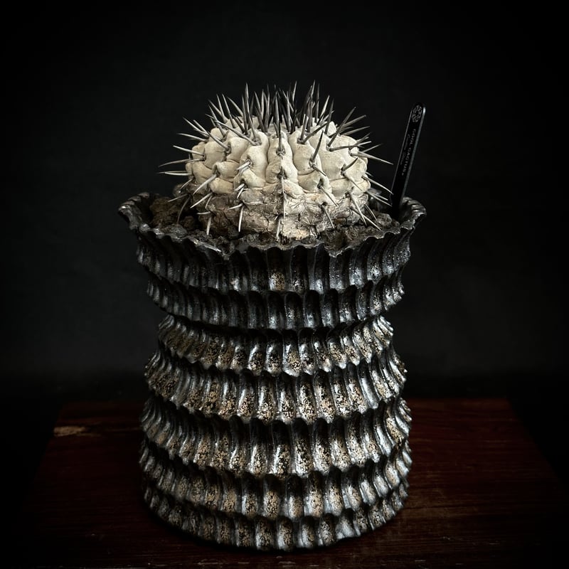 群生　コピアポア 山採り 群生 コピアポア 山採り