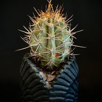 Copiapoa griseoviolacea グリセオビオラセア 栗星玉 𝒄𝒓𝒐𝒔𝒔 Copiapoa griseoviolacea グリセオビオラセア 栗星玉 𝒄𝒓𝒐𝒔𝒔