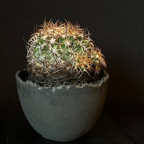 Copiapoa coquimbana subs. andina  𝒄𝒓𝒐𝒔𝒔 𝒑𝒐𝒕 †
