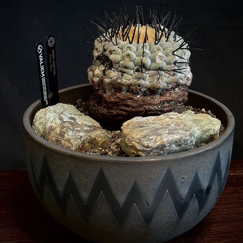 限定】HABITAT POT Valiem x COOL CACTUS 【公式通販】