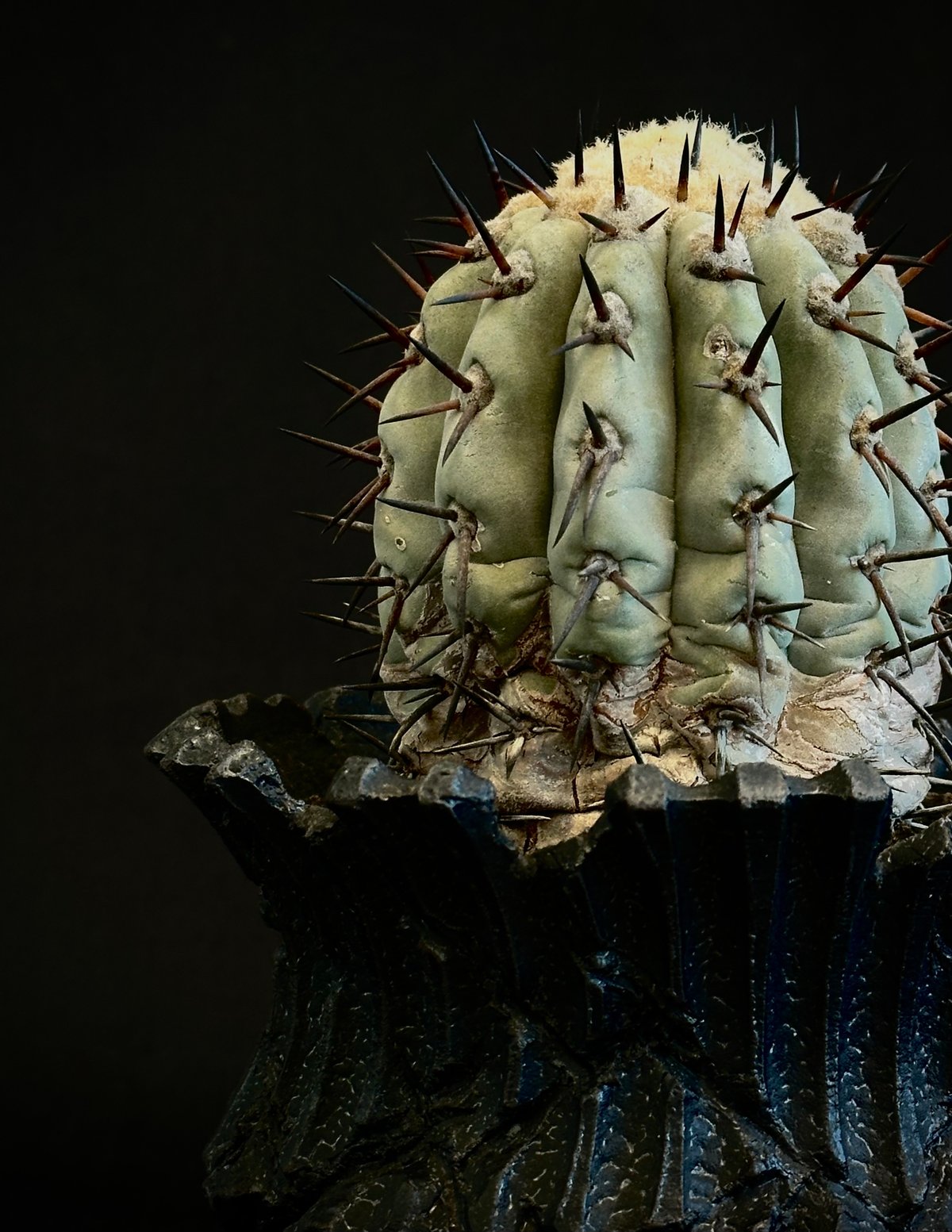 ᴄᴏᴘɪᴀᴘᴏᴀ ᴄɪɴᴇʀᴇᴀ コピアポア 黒王丸 ᴊᴏsʜᴜᴀ ᴇᴠᴀɴ