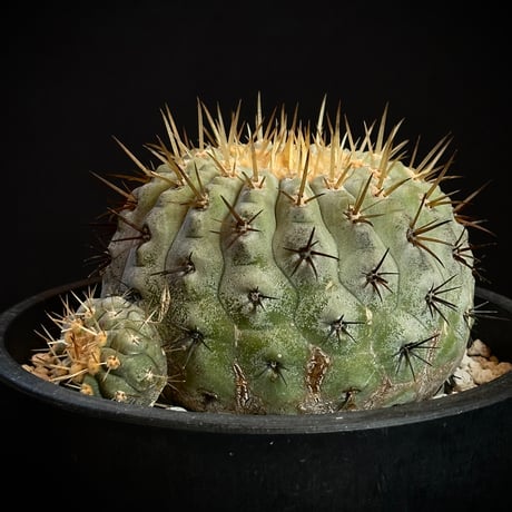 コピアポア | STORES