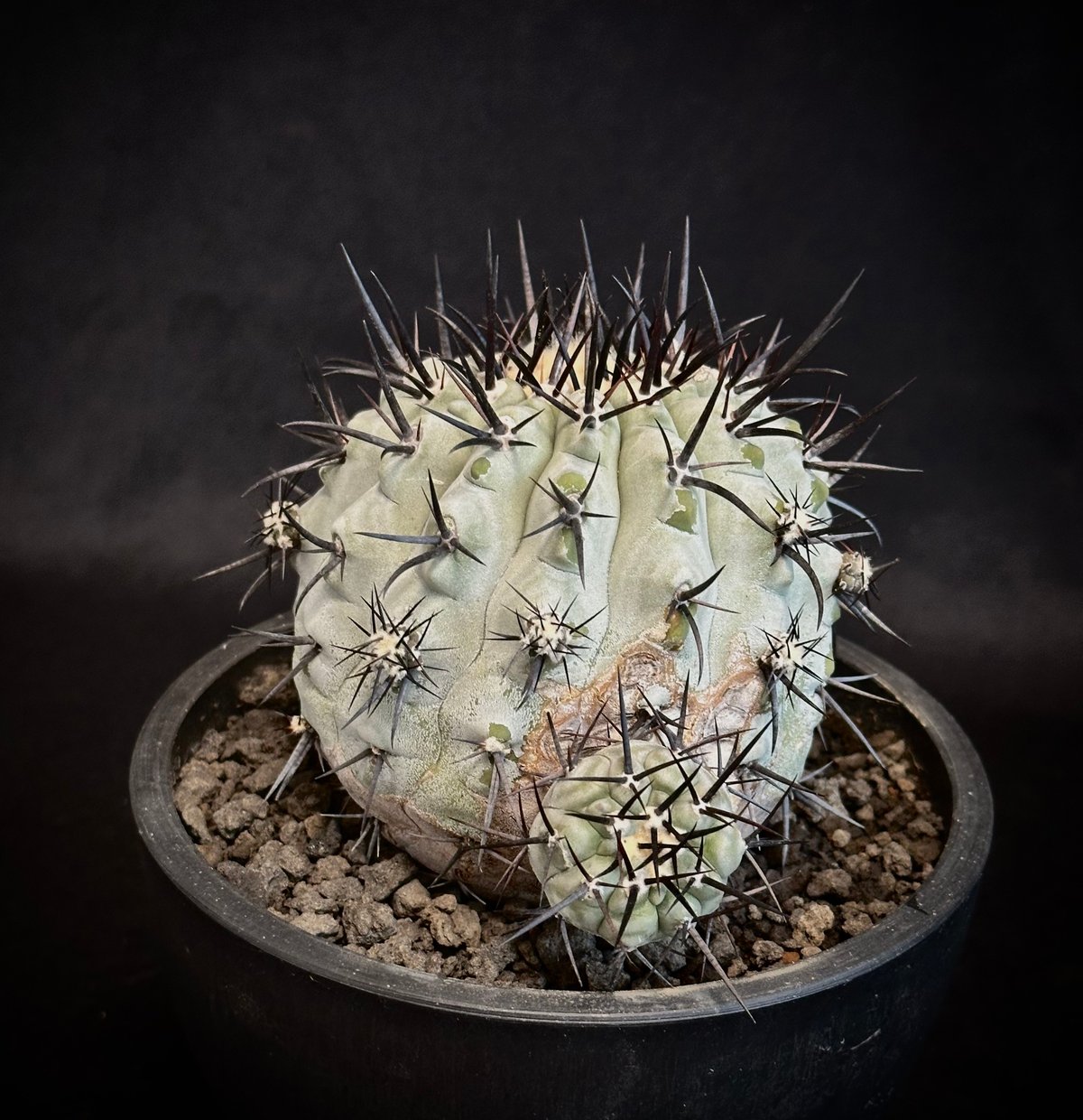 コピアポア シネレア 黒王丸 強刺選抜 黒王丸 コピアポア シネレア 強刺 13 コピアポア シネレア 黒王丸 強刺