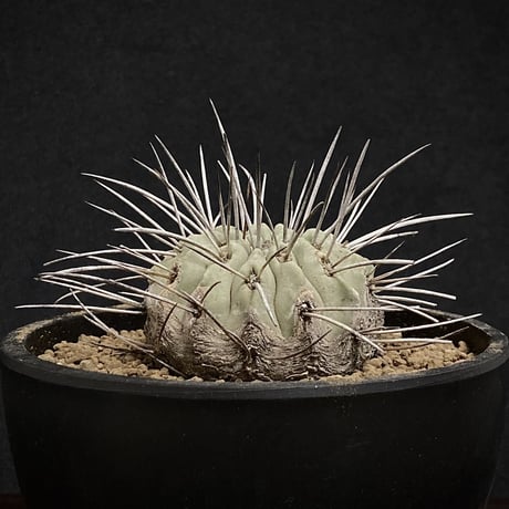 Copiapoa carrizalensis 　コピアポア・カリザレンシス 　超古株　白肌　Wild face