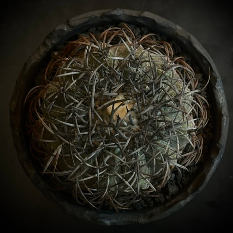 Copiapoa griseoviolacea 　𝒄𝒓𝒐𝒔𝒔 𝒑𝒐𝒕 †