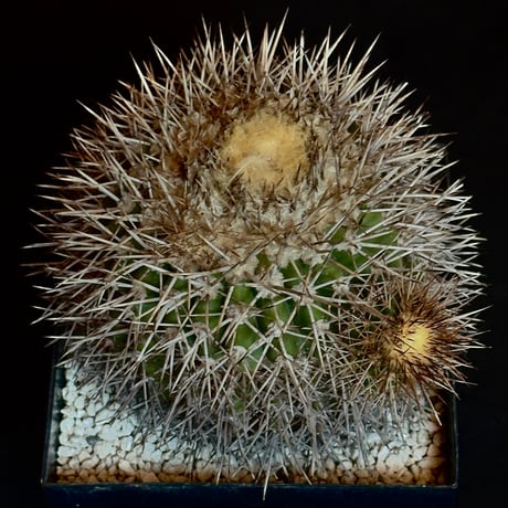 Copiapoa serpentisulcata Mature seed-grown specimen