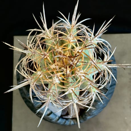 Copiapoa solaris ᴊᴏsʜᴜᴀ ᴇᴠᴀɴ　 Extremely Old Plant