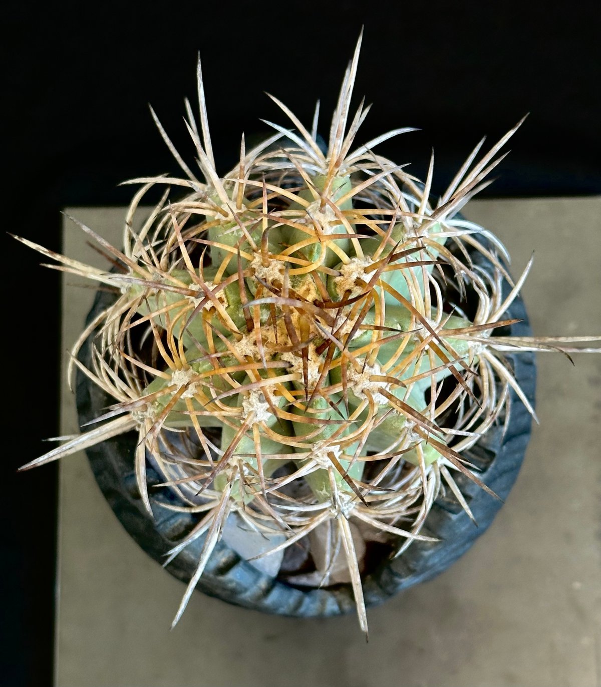 Copiapoa solaris コピアポア ソラリス 沙羅玉 ᴊᴏsʜᴜᴀ Copiapoa solaris コピアポア ソラリス 沙羅玉 ᴊᴏsʜᴜᴀ