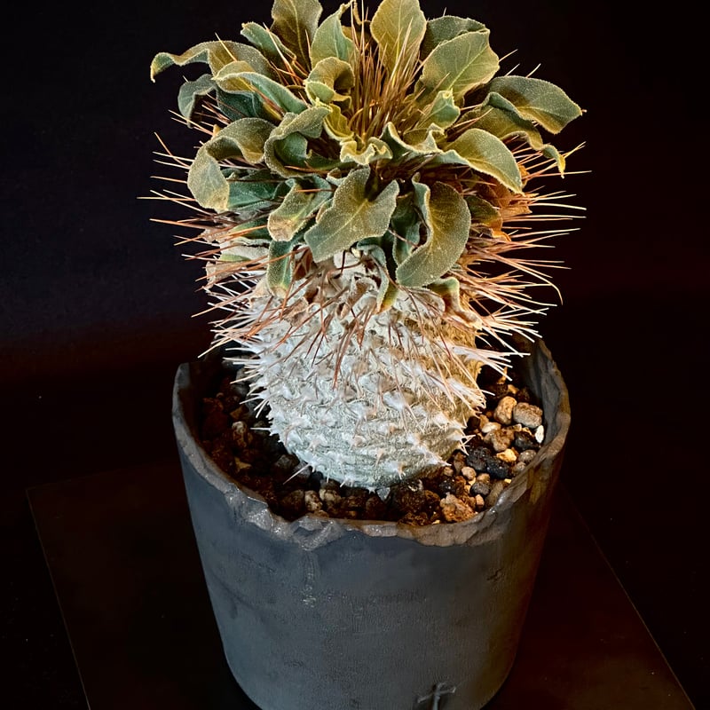 Pachypodium namaquanum パキポディウム ナマクアナム 光堂