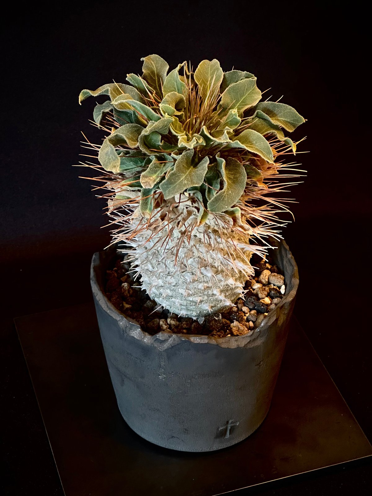 Pachypodium namaquanum パキポディウム ナマクアナム 光堂