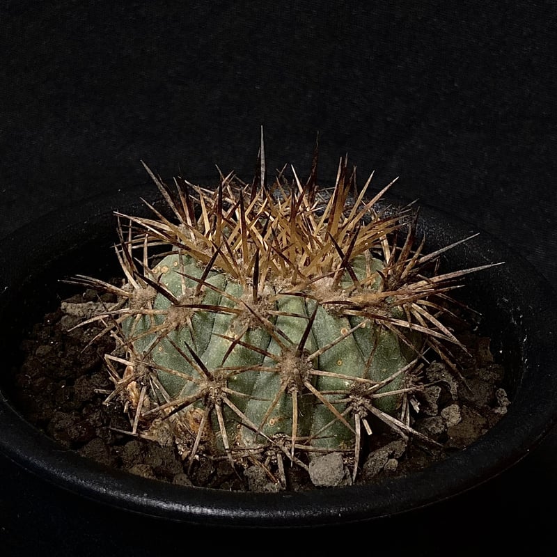 Rare Copiapoa】Copiapoa andina コピアポア・アンディナ カキコ