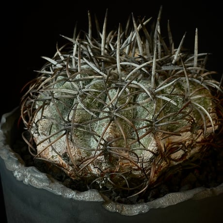 Copiapoa griseoviolacea 　𝒄𝒓𝒐𝒔𝒔 𝒑𝒐𝒕 †