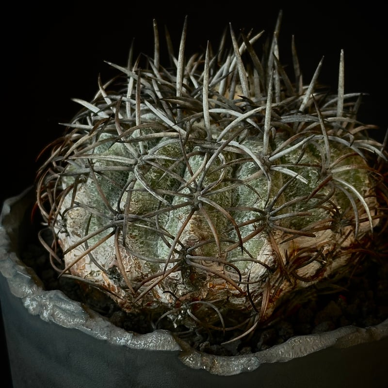 Copiapoa griseoviolacea グリセオビオラセア 栗星玉 𝒄𝒓𝒐𝒔𝒔