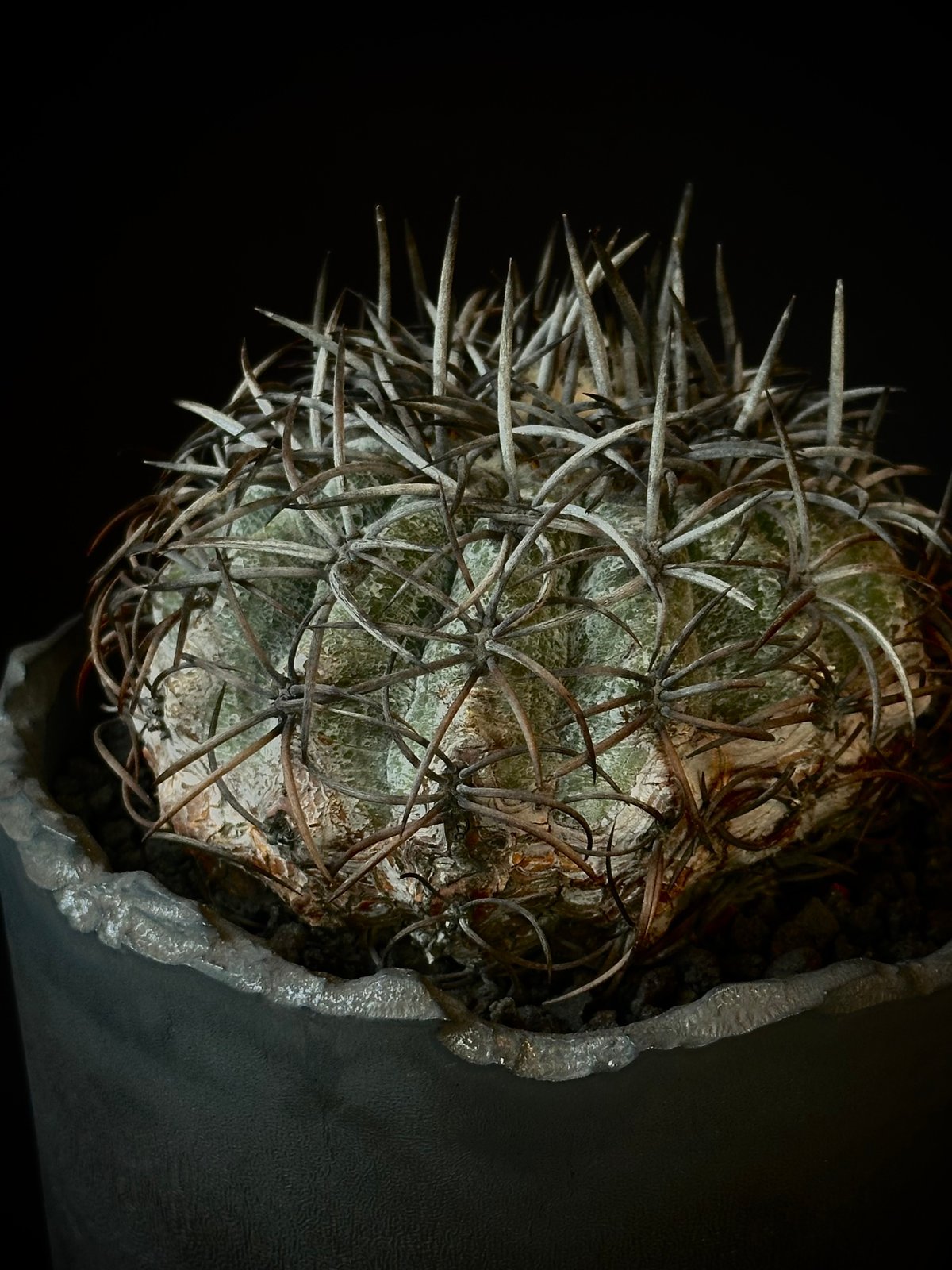 Copiapoa griseoviolacea グリセオビオラセア 栗星玉 𝒄𝒓𝒐𝒔𝒔 Copiapoa griseoviolacea グリセオビオラセア 栗星玉 𝒄𝒓𝒐𝒔𝒔