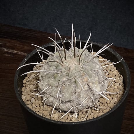 Copiapoa carrizalensis 　コピアポア・カリザレンシス 　超古株　白肌　Wild face ②