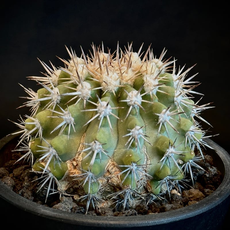 ᴄᴏᴘɪᴀᴘᴏᴀ ᴄɪɴᴇʀᴀsᴄᴇɴs コピアポア シネラスケンス 竜牙玉