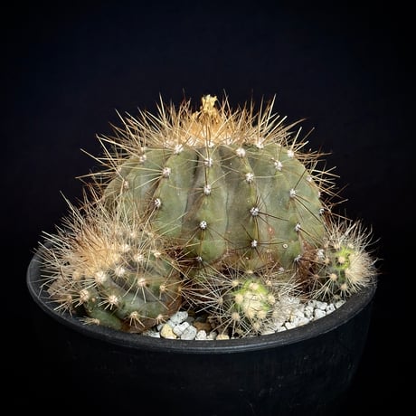 CATEGORY Cactus | COOLCACTUS⁎