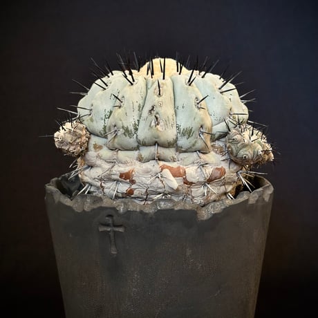 𝙘𝙤𝙥𝙞𝙖𝙥𝙤𝙖 𝙘𝙞𝙣𝙚𝙧𝙚𝙖　Mature seed-grown specimen