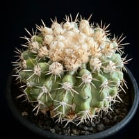 ᴄᴏᴘɪᴀᴘᴏᴀ ᴄɪɴᴇʀᴇᴀ コピアポア 黒王丸 ᴊᴏsʜᴜᴀ ᴇᴠᴀɴ