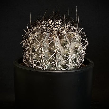 Copiapoa griseoviolacea　コピアポア・グリセオビオラセア　大株　古い接ぎ降ろし