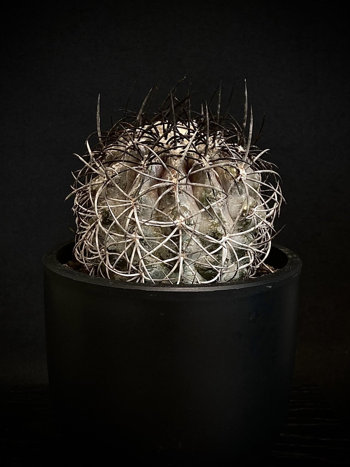 Copiapoa griseoviolacea コピアポア・グリセオビオラセア 大株 古い