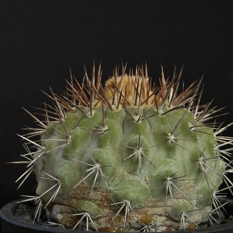 Copiapoa serpentisulcata