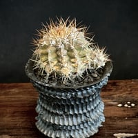 現地株 超古株 コピアポア 黒王丸 コピアポア 黒王丸 現地株Copiapoa cinerea サボテン 多肉植物 珍奇