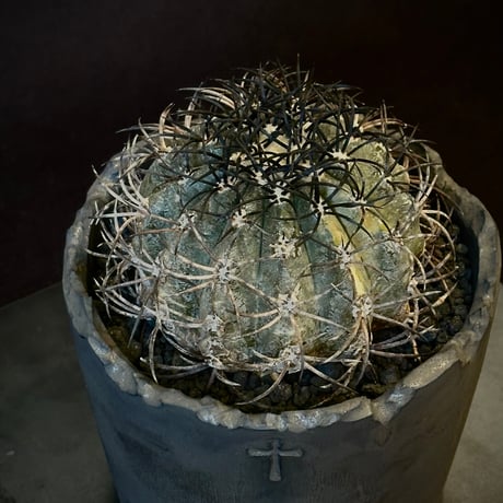 超希少】コピアポアグリセオビオラセア栗星玉自根