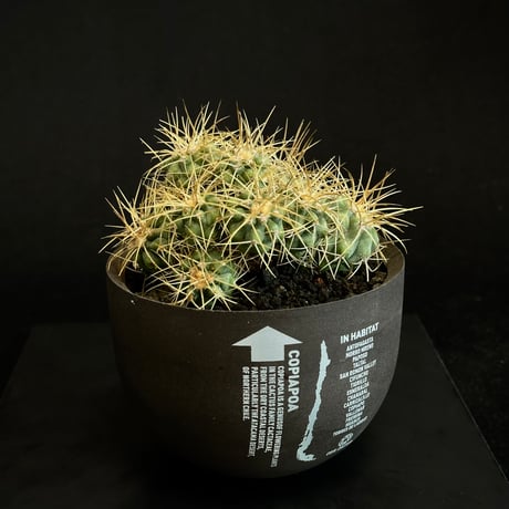 T-ポイント5倍 HABITAT POT VALIEM COOL CACTUS バリエム - 園芸用品