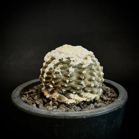 ᴄᴏᴘɪᴀᴘᴏᴀ ʜʏᴘᴏɢᴀᴇᴀ  疣仙人 1985 Seed-Grown / A Little Jewel