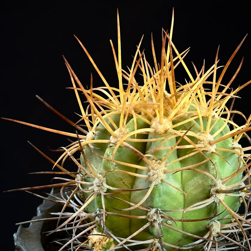 Copiapoa solaris コピアポア ソラリス 沙羅玉 実生 絶滅危惧種EN | CO