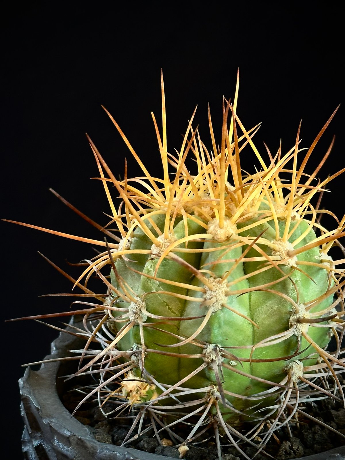 コピアポア　ソラリス　現地球① Copiapoa solaris コピアポア ソラリス 沙羅玉 ᴊᴏsʜᴜᴀ