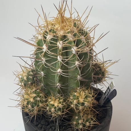 COOLCACTUS⁎