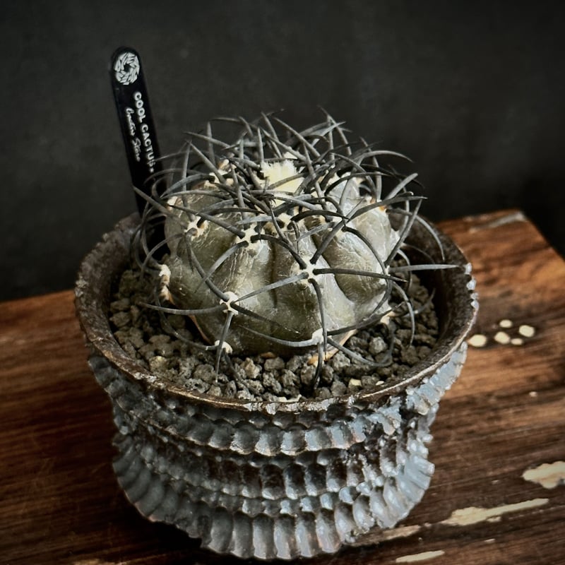 コピアポア グリセオビオラセア 栗星玉 実生 ① サボテン グリ