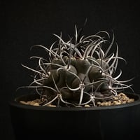 Copiapoa griseoviolacea コピアポア・グリセオビオラセア 大株 古い