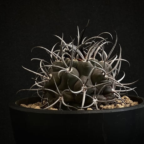 Gymnocalycium  守金魔天竜　Beautiful "Lucifer" / Black Skin & White Spines