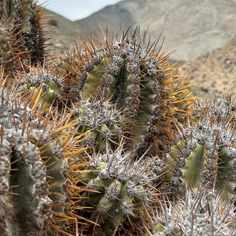 Copiapoa solaris ᴊᴏsʜᴜᴀ ᴇᴠᴀɴ　 Extremely Old Plant