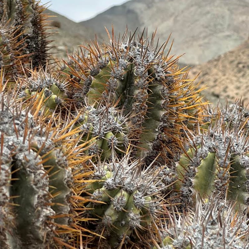 Copiapoa solaris コピアポア ソラリス 沙羅玉 ᴊᴏsʜᴜᴀ