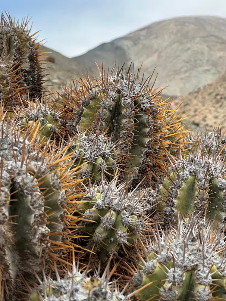 Copiapoa solaris コピアポア ソラリス 沙羅玉 ᴊᴏsʜᴜᴀ ᴇᴠᴀɴ 🏴...