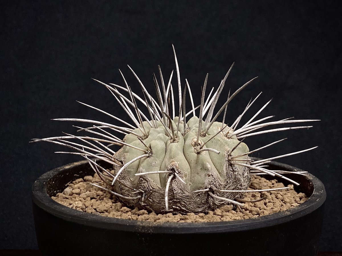 コピアポア　カリザレンシス Copiapoa carrizalensis コピアポア・カリザレンシス 超古株 白肌 W