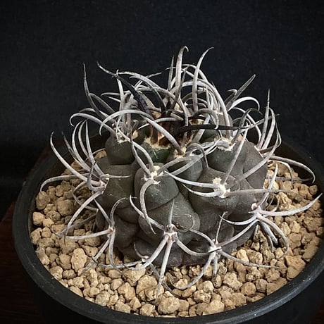 Gymnocalycium  守金魔天竜　Beautiful "Lucifer" / Black Skin & White Spines