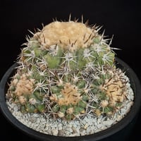 Copiapoa cinerascens　（Copiapoa Chanaralensis）  very Rare