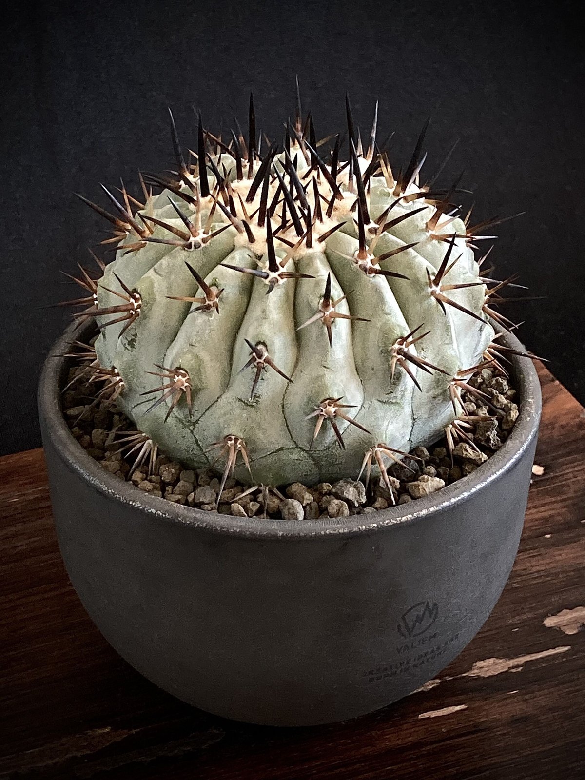 Copiapoa cinerea