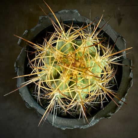 Copiapoa solaris