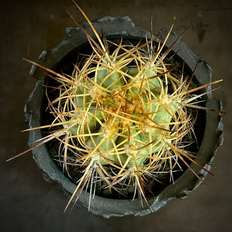 コピアポア サルコアナ&ソラリス2株&ブリドゲシー コピアポア