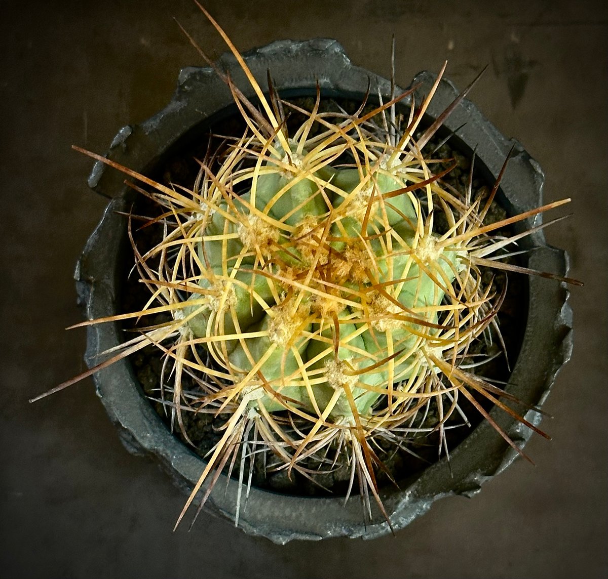 コピアポア　ソラリス　現地球① Copiapoa solaris コピアポア ソラリス 沙羅玉 ᴊᴏsʜᴜᴀ ᴇᴠᴀɴ 🏴