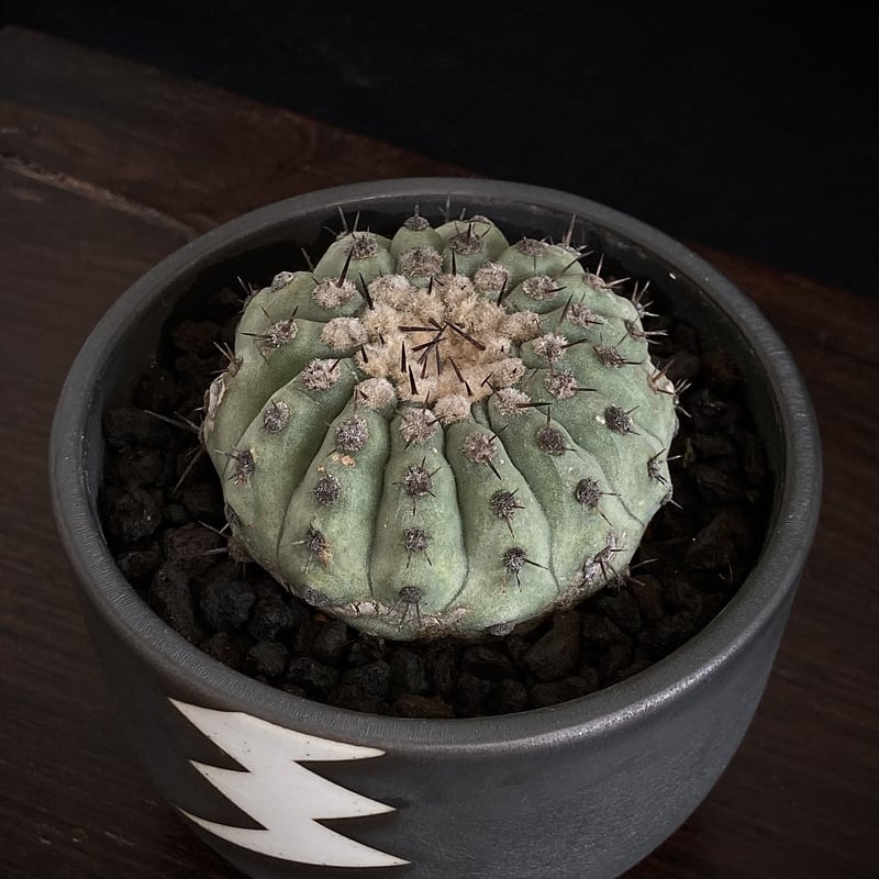 Special Copiapoa】 Copiapoa cinerea コピアポア 短刺黒王丸...