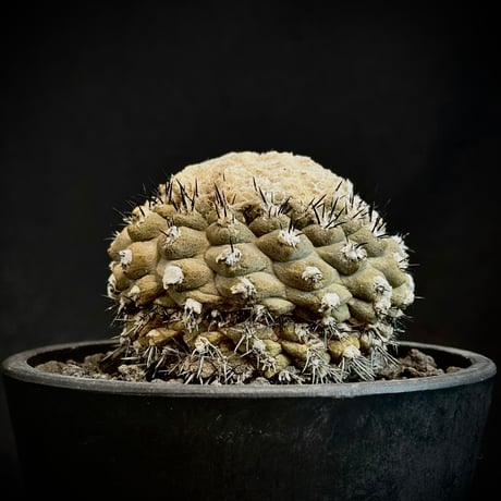 コピアポア メガリザ エキナータ 実生 ブリトゲシイ 実生 A0715☆コピアポア サボテン☆浦部陽向園