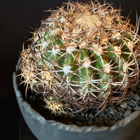 Copiapoa coquimbana subs. andina  𝒄𝒓𝒐𝒔𝒔 𝒑𝒐𝒕 †