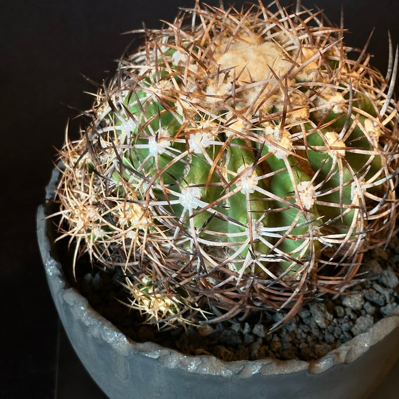 アガベ 金蟾 麻花 本物 x.z.l コピアポア オペルクリカリア スペシャル アガベ 金蟾 麻花 本物 x.z.l コピアポア オペルクリカリア スペシャル